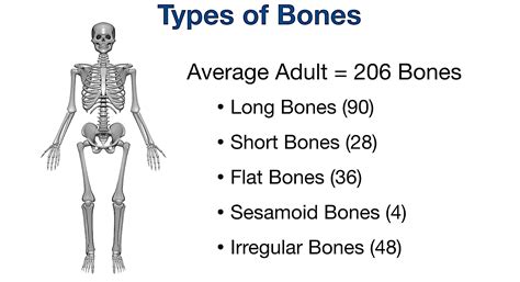 anal weight of bones in human body